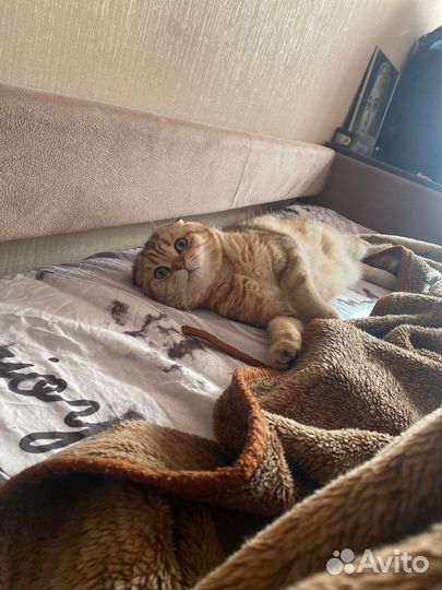 Шотландский кот вязка