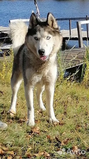 Сибирский хаски