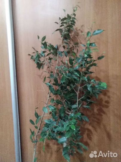 Фикус Бенджамина