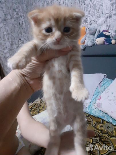 Шотландская