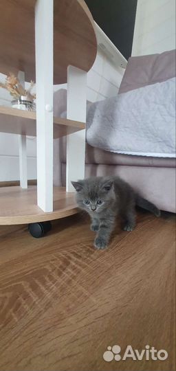 Британские вислоухие котята