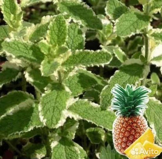 Растения для сада