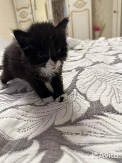 Котята
