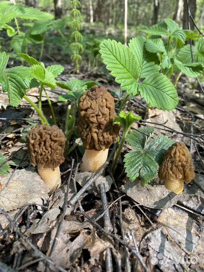 Весенний деликатес Сморчковая шапочка