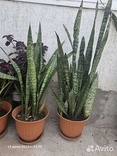 Цветок Сансевиерия