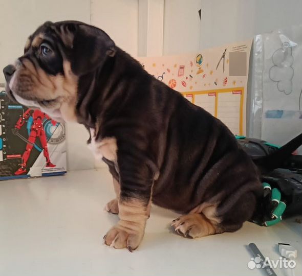 Микропокет американский булли