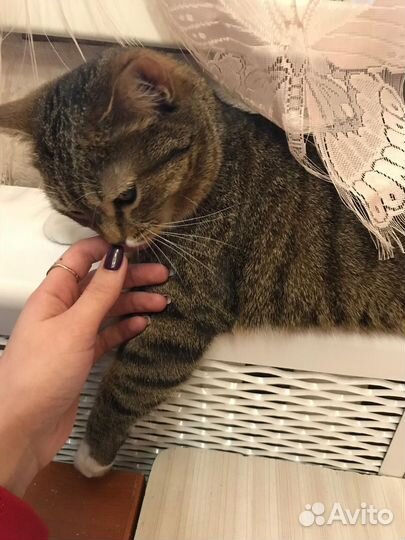 Домашняя кошка