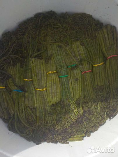 Папоротник Орляк соленый