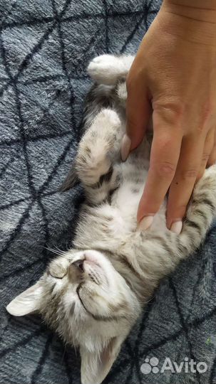 Британец полукровка