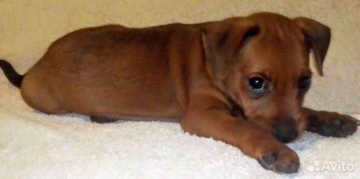 Цвергпинчер