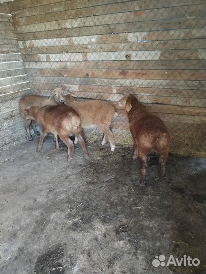 Овцы бараны ягнята