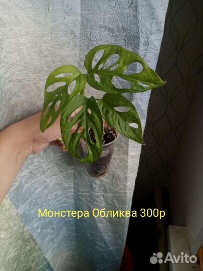 Комнатные растения