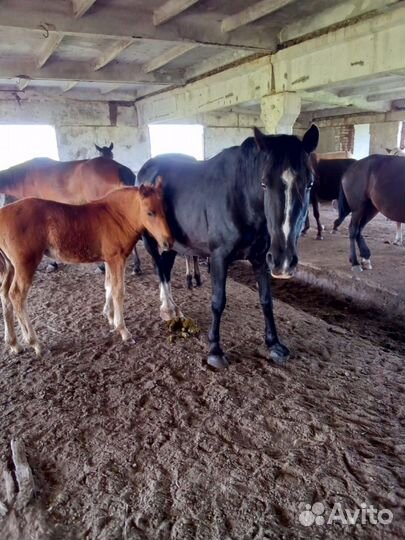 Кобыла с жеребенком