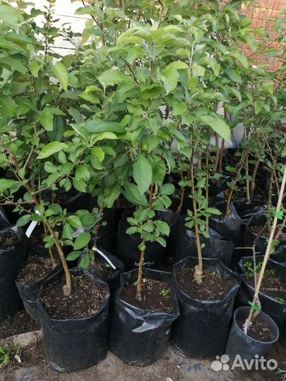 Саженцы яблонь