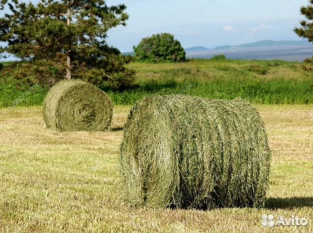 Продам сено в рулонах