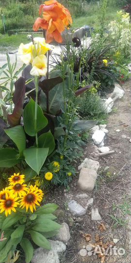 Канны