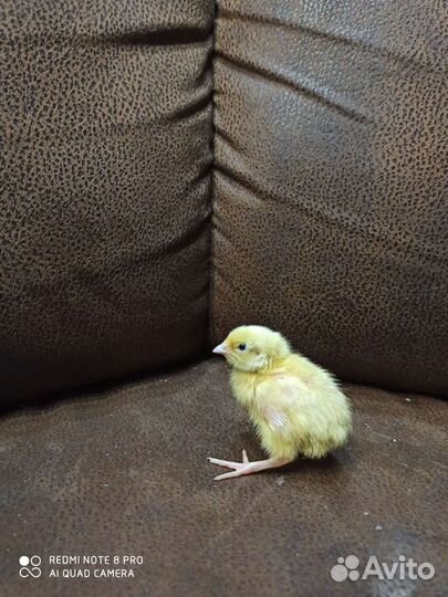 Бролер,индюки,перепела,цыплята,яйца переп.куриные