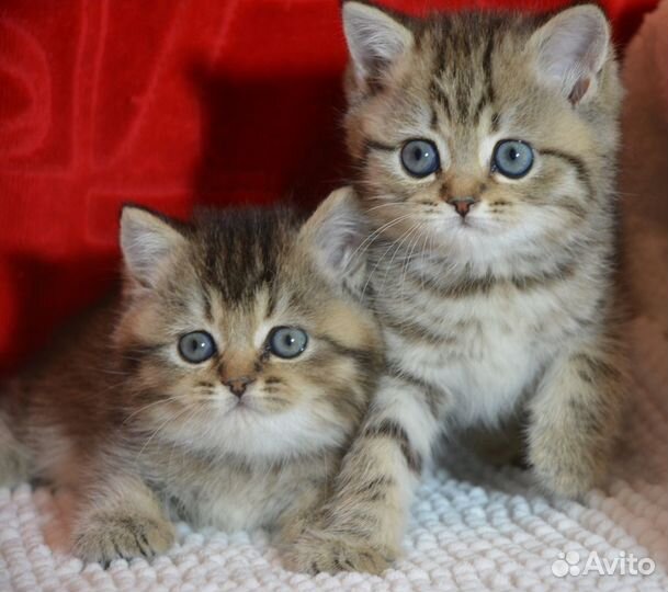 Британцы с прививкой