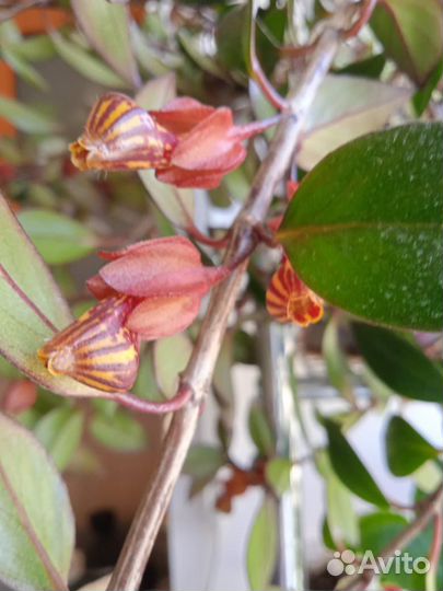 Гипоцирта золотая рыбка