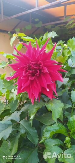 Георгины клубни