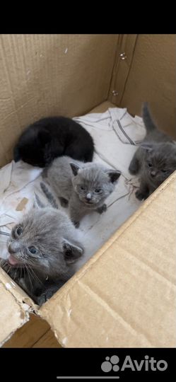 Котята в добрые руки