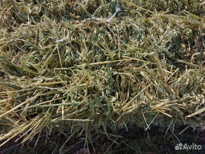 Продам луговое сено