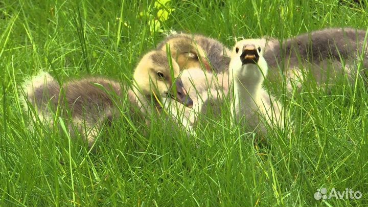 Гусята Крупный серый