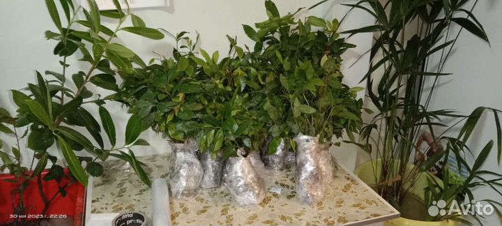 Саженцы лаврового листа+в подарок несколько штук
