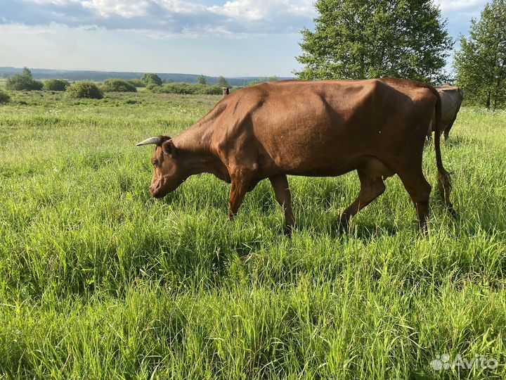 Корова дойная