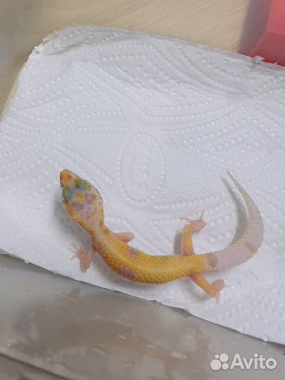 Эублефары малыши