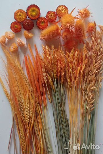 Сухоцветы злаки травы для флористики