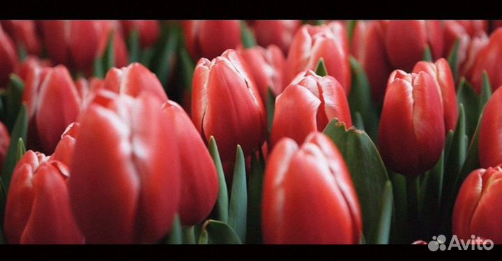 Тюльпаны оптом от производителя