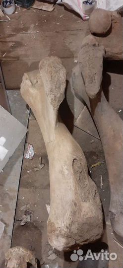 Нога кость мамонта