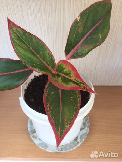 Комнатный цветок