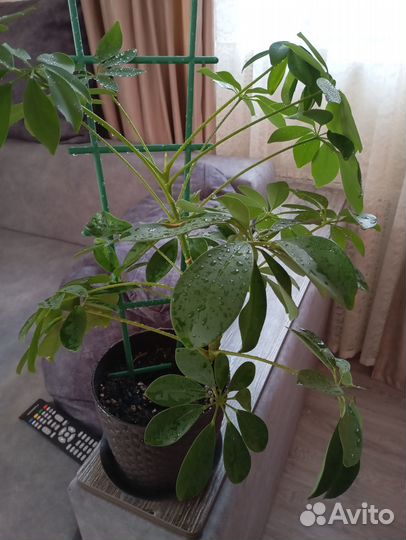 Комнатные цветы