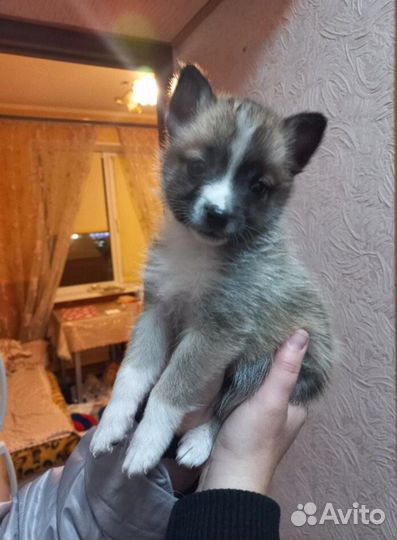 Щенки в добрые руки