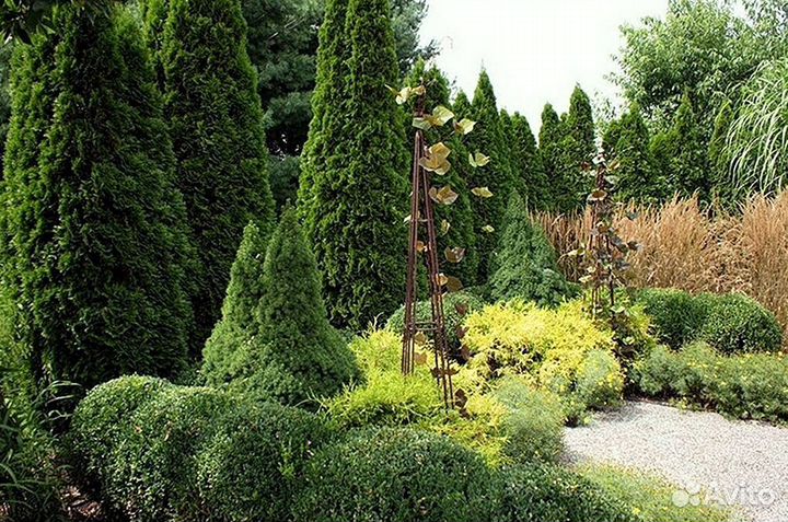 Туи с доставкой