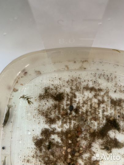 Аквариумные креветки