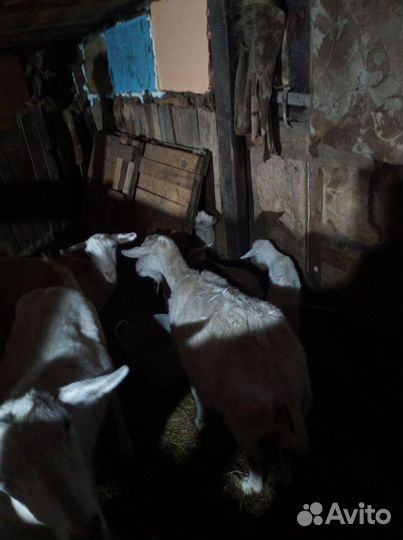 Домашние животные