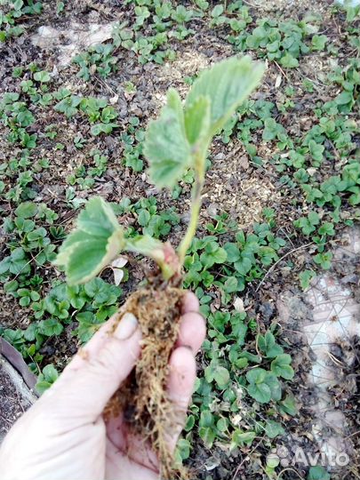 Рассада виктории (земляники садовой крупноплодной)