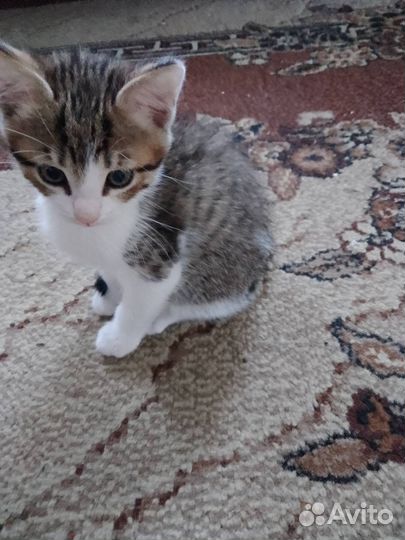 Отдам бесплатно