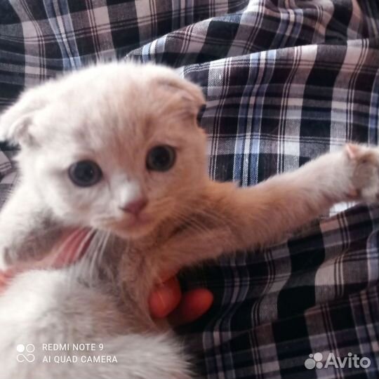 Вислоухий лиловый котик