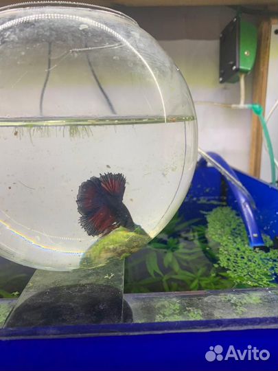 Аквариумные рыбки петушок