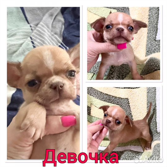 Супер мини чихуахуа шоко соболь