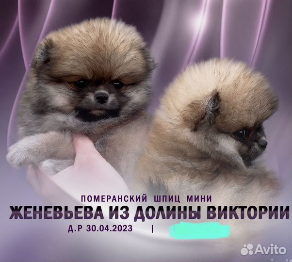 Померанский шпиц мини, 5.5 мес, документы