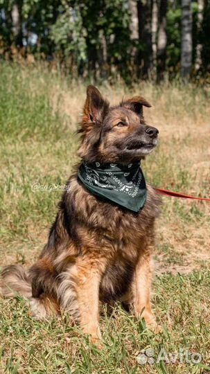 Собака из приюта. Можно в квартиру