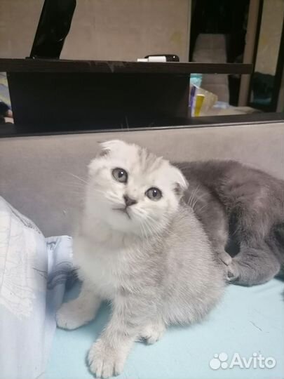 Вислоухий Шотландский кот