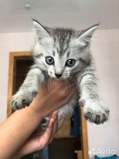 Отдам котят