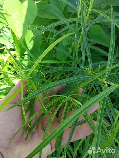 Саженцы клён фламинго,вишня войлочная, миндаль,ива