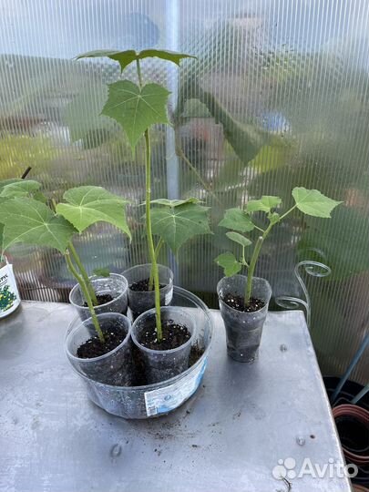 Гибискус изменчивый